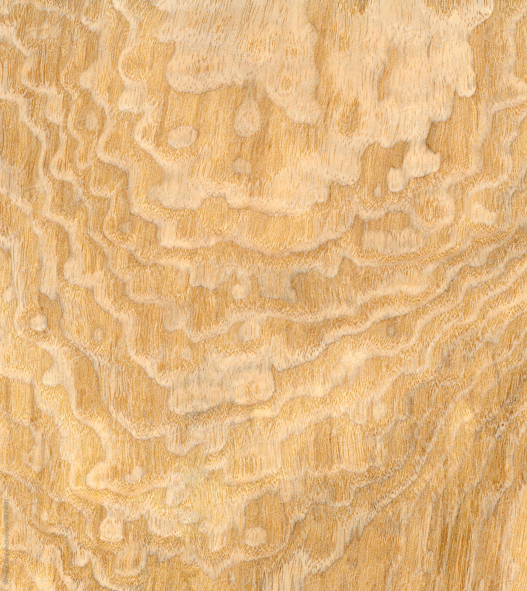 Macro photo of wood cross section Wood grain texture background