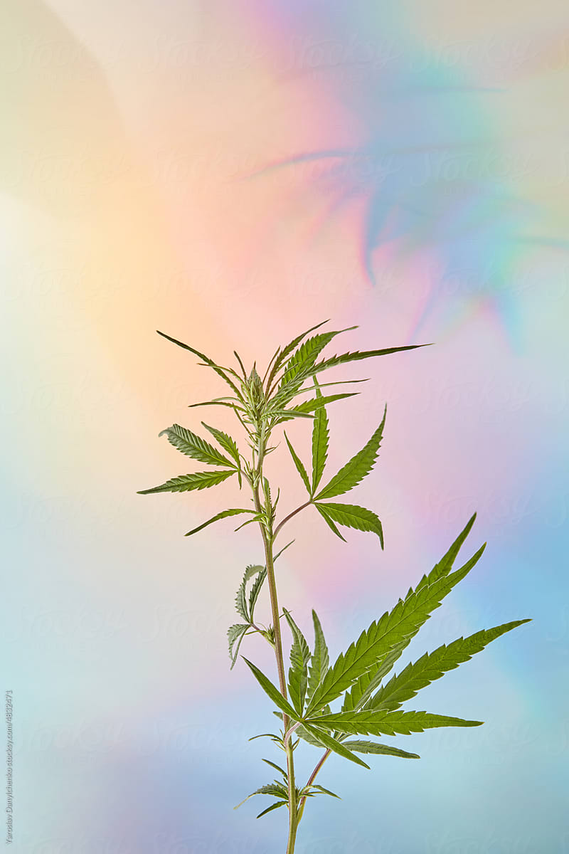 Green cannabis on multicolored background.