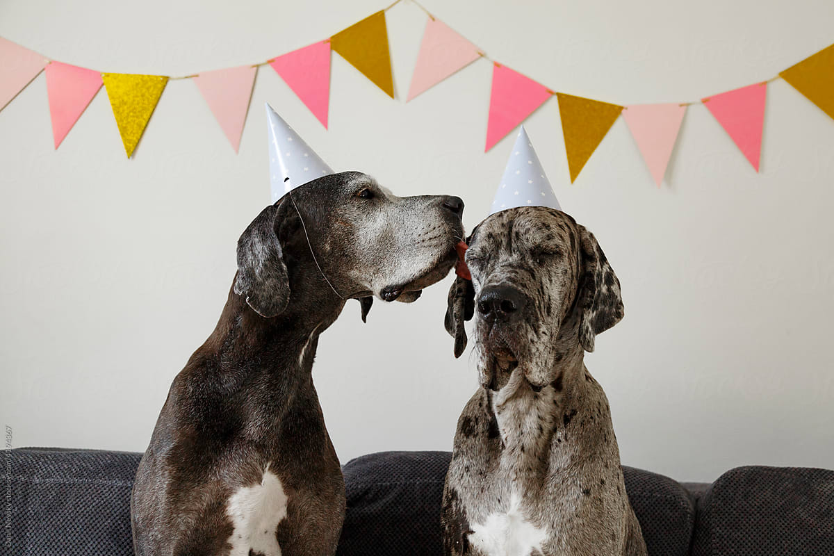 Cute purebred dogs in party hats