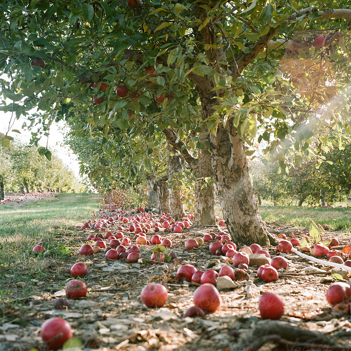 Apple trees at a farm