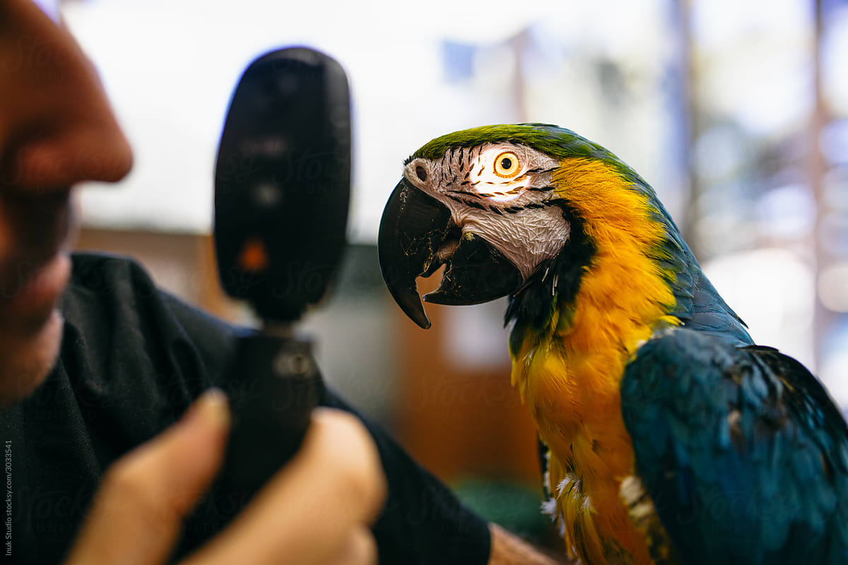 Colorful parrot during ophthalmology check up