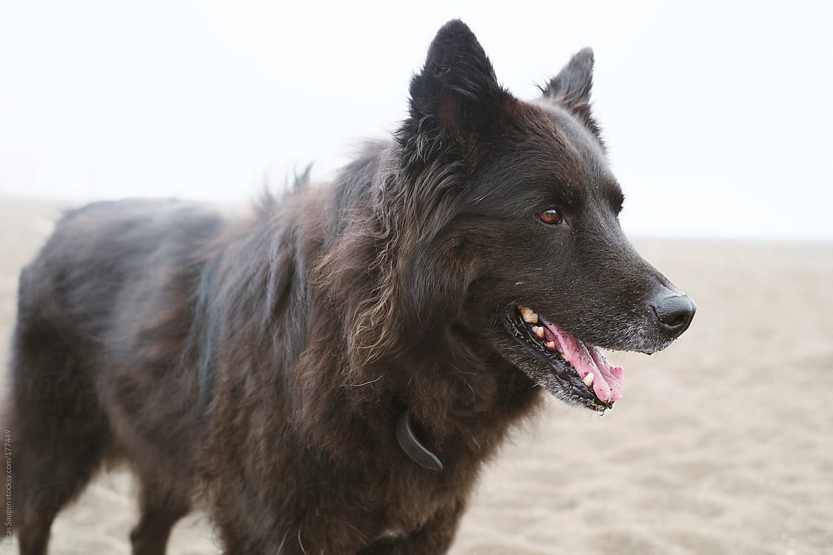 A Black Long Haired Dog On The Beach. by Stocksy Contributor Lucas Saugen Photography LLC Stocksy