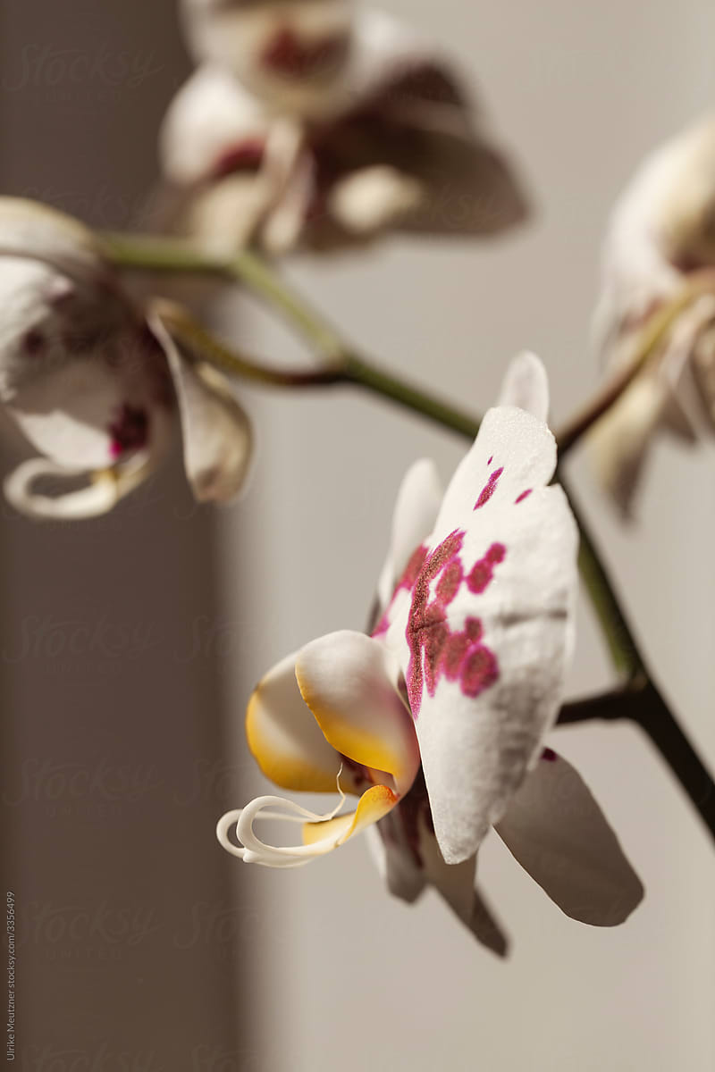 Orchid with abstract background