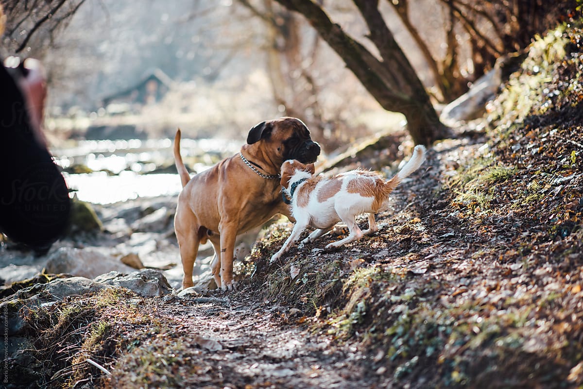 Two dogs playing in the forest by the river bank