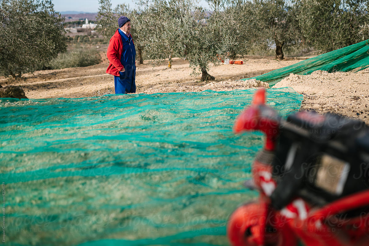 Senior farmer standing in olive garden