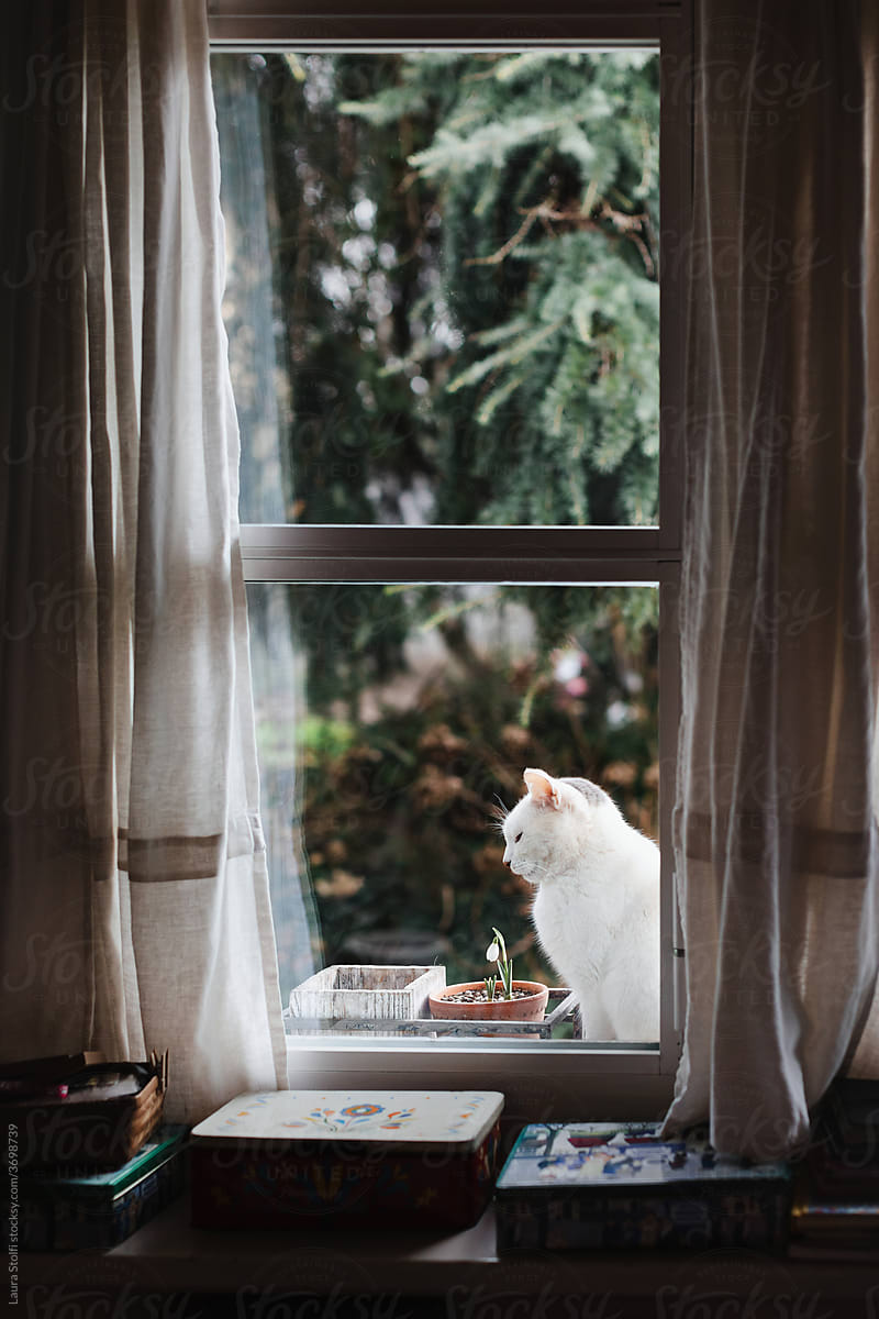 Thoughtful cat sits out of window