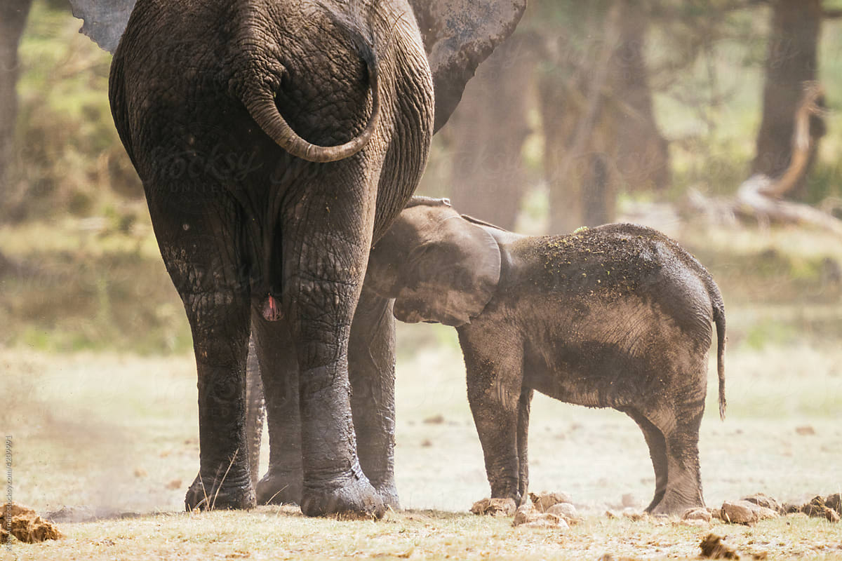 Elephant with calf in nature