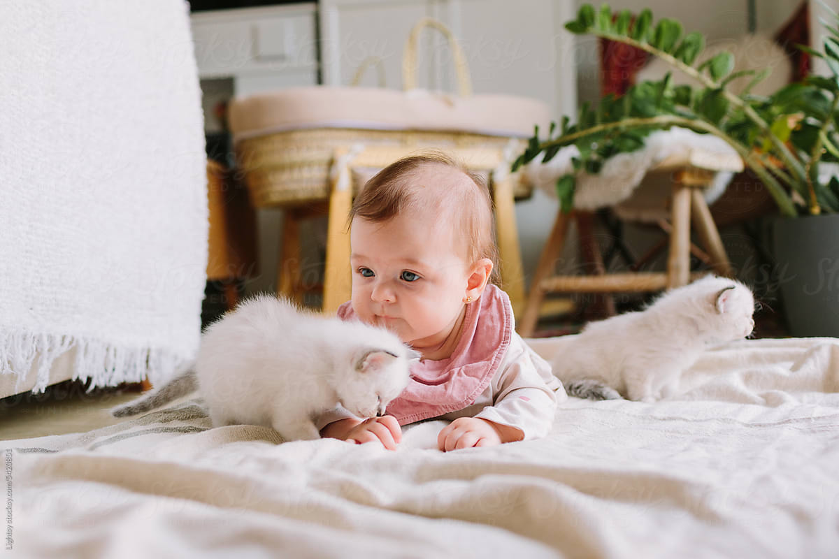 Baby plays with kittens