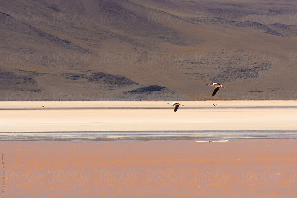 Flamingos in the red lake Uyuni salt flat