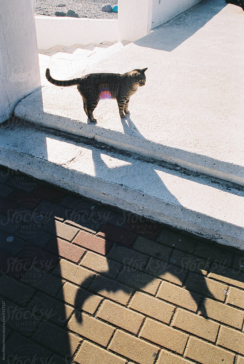 Cat standing on the street