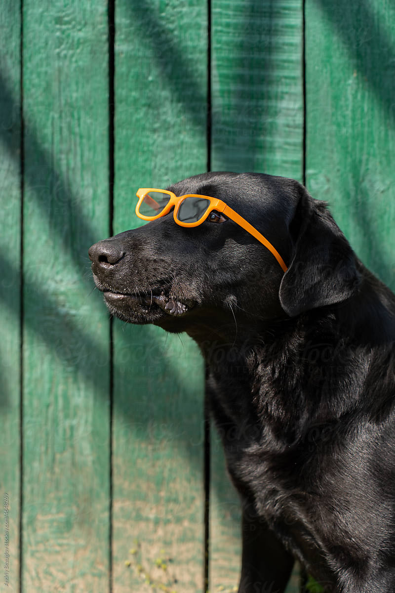 Portrait of humorous dog in glasses outside