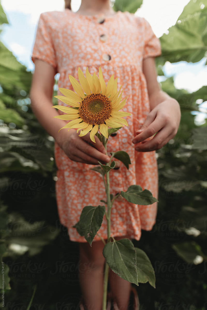 girl standing in sunflower crop