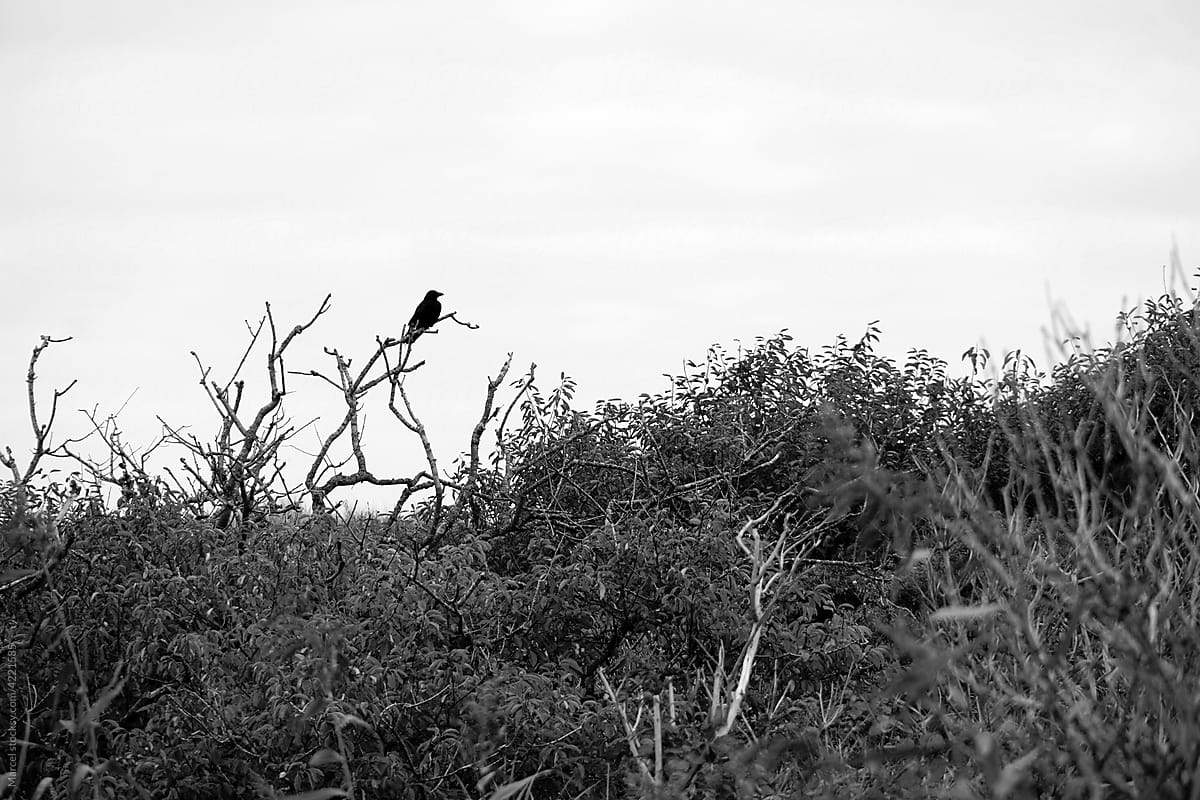 Lonely black crow in a tree