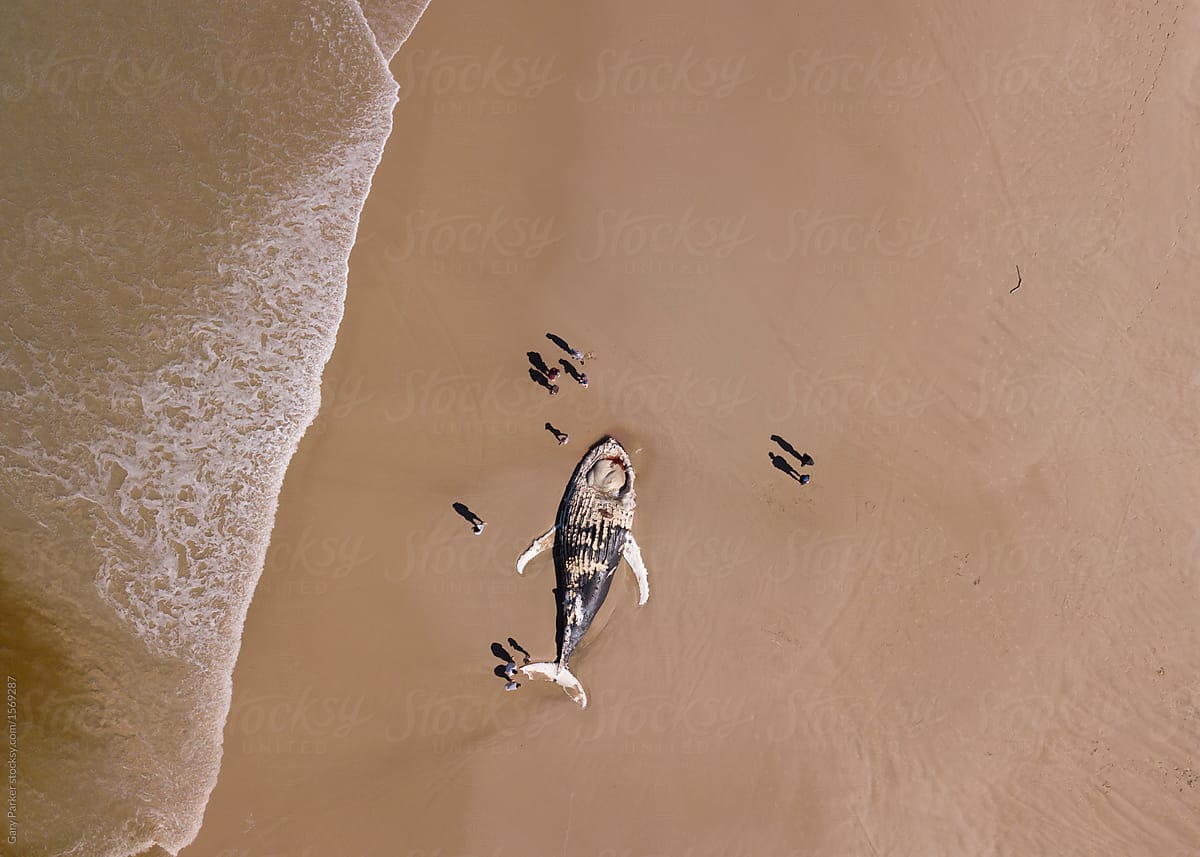 Aerial view of a beached whale surrounded by people