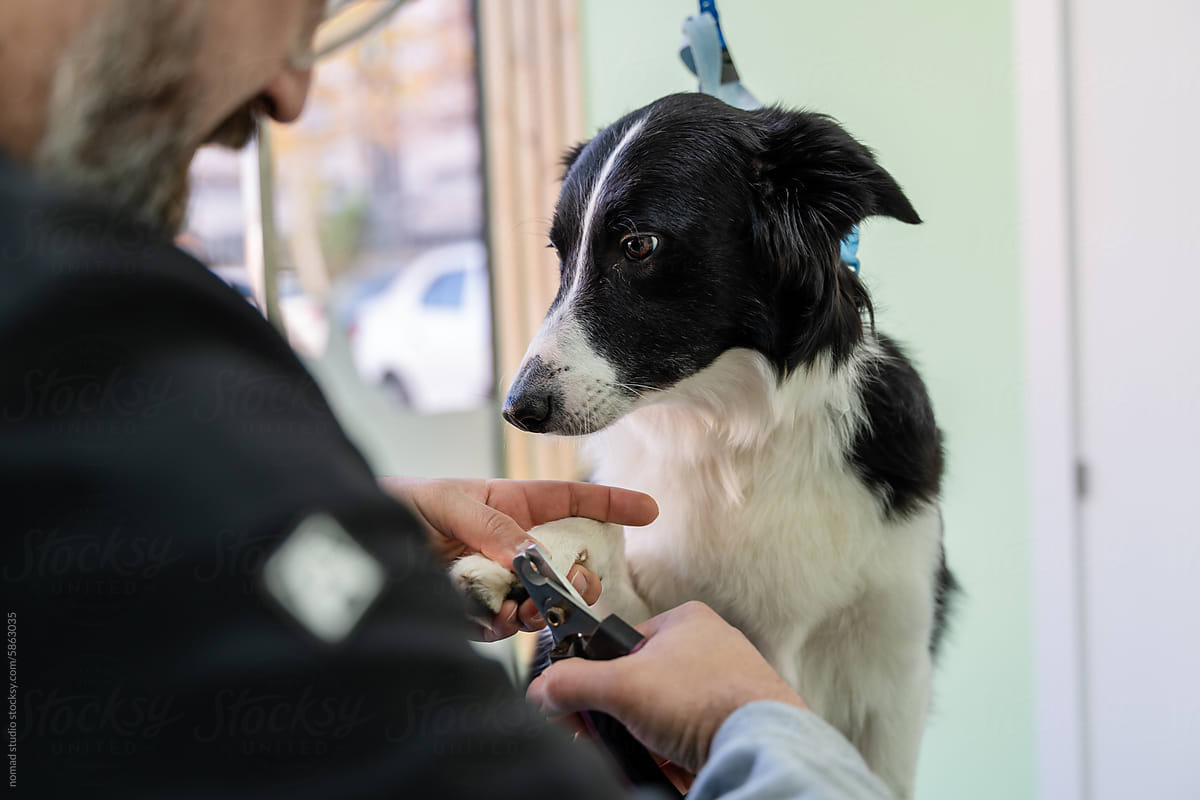 Close-up of person cutting dog claws.