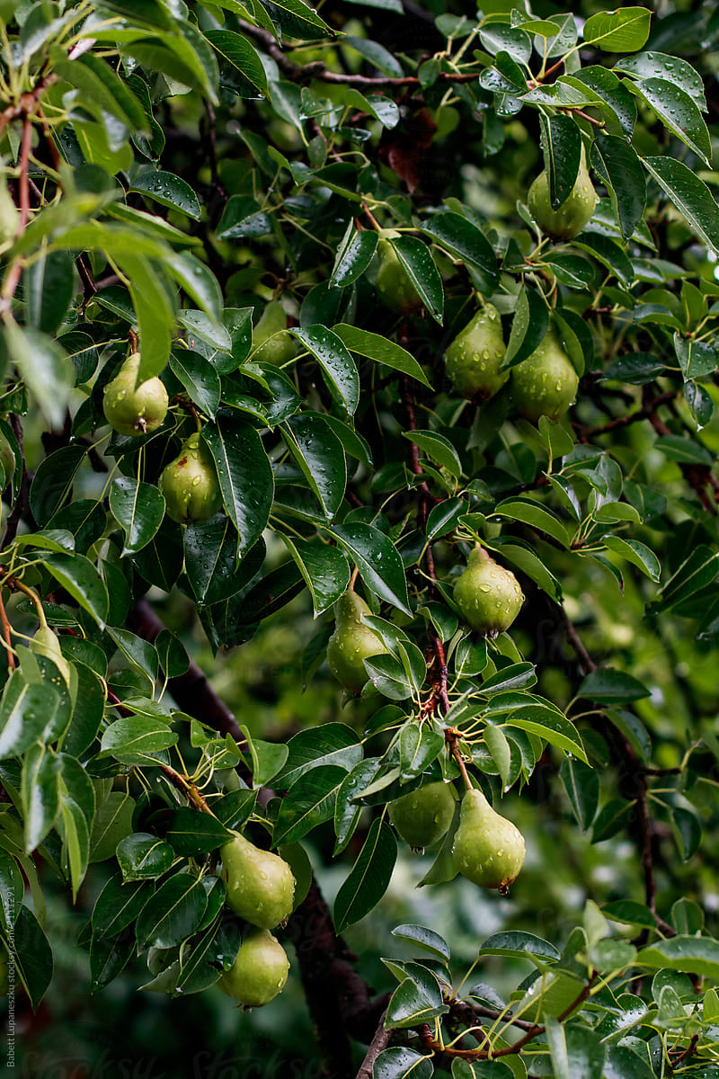 pear on the tree