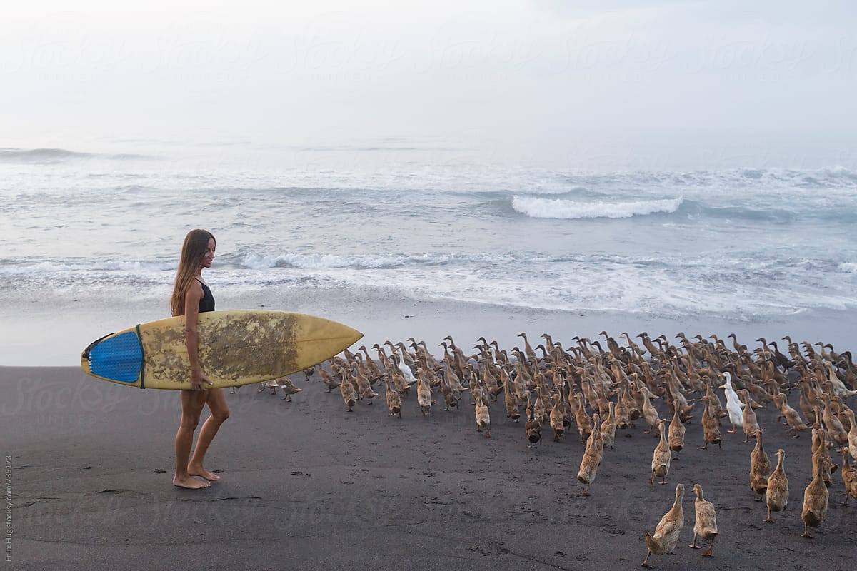 A woman with a surfboard is walking amongst ducks