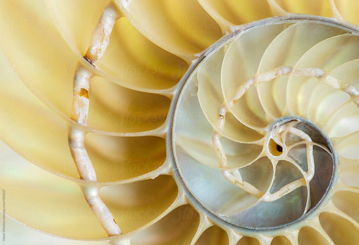 Spiral and curving patterns in a nautilus shell, closeup