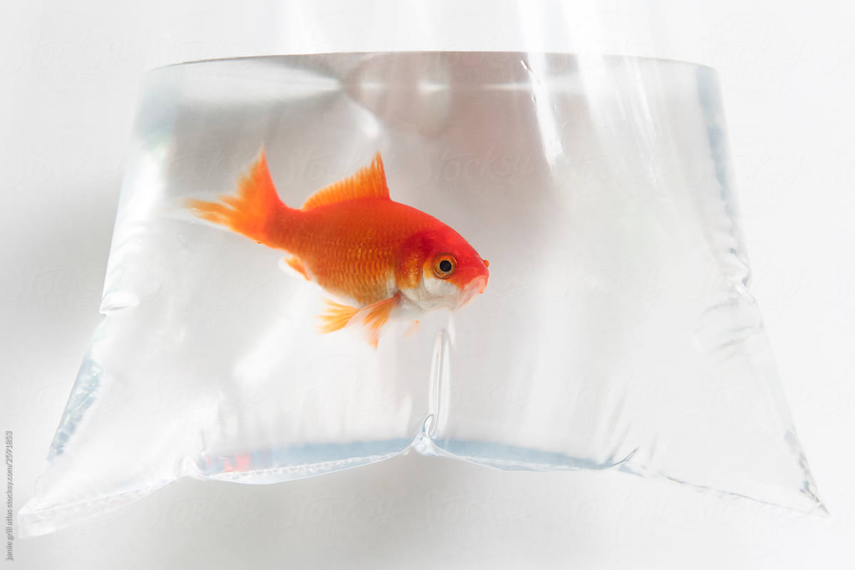 Goldfish In Plastic Bag. Goldfish in a plastic bag on a white