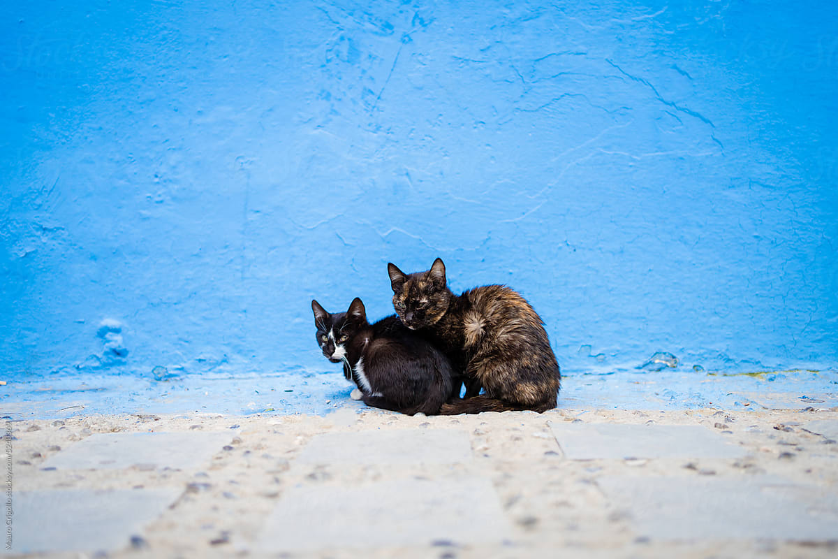Cats together near a blue wall