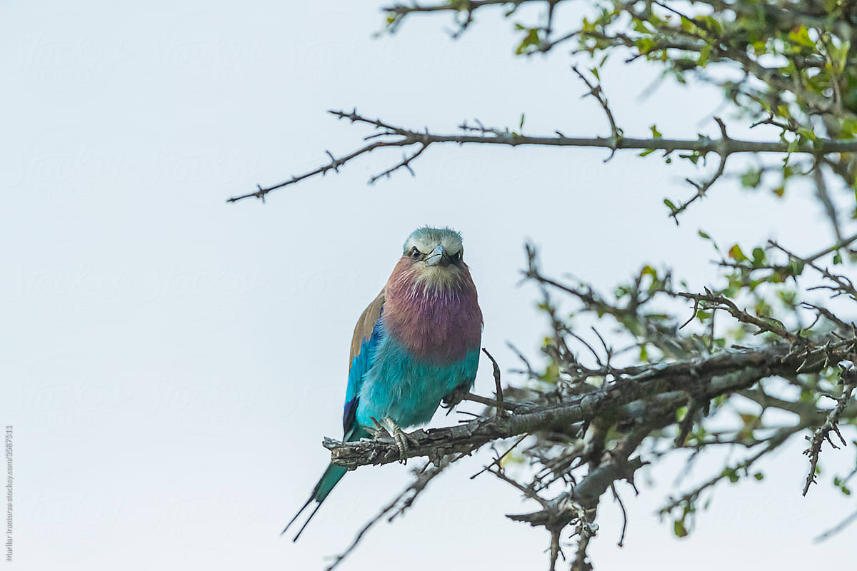 Lilac breasted roller bird