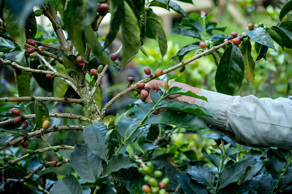 Man gently Harvesting Fully Ripe, Red Coffee Berries By Hand