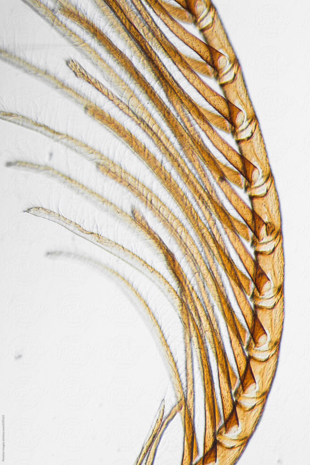 antenna of silkworm moth, micrograph.