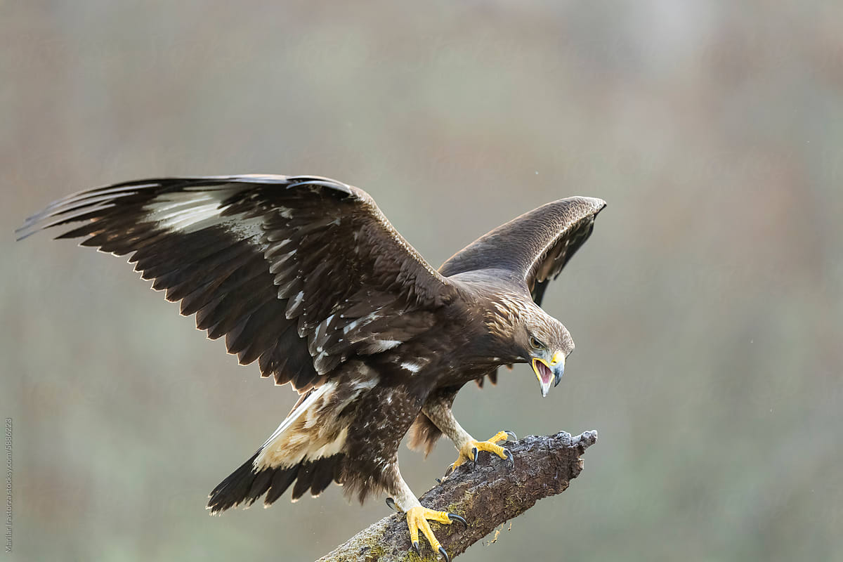 Golden Eagle Chick On A Rocky Mountain