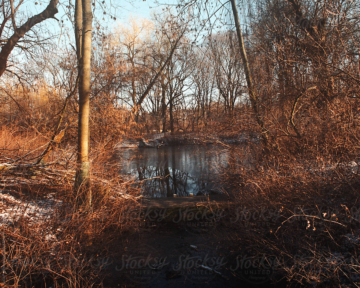 Sunny landscape with trees and frozen water