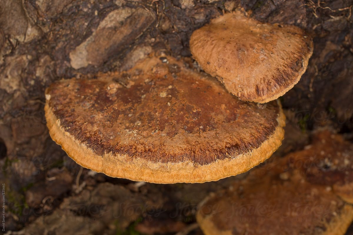 Shelf Fungi growing on the bark of a fallen tree