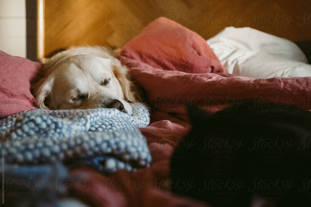 Golden retriever asleep on bed