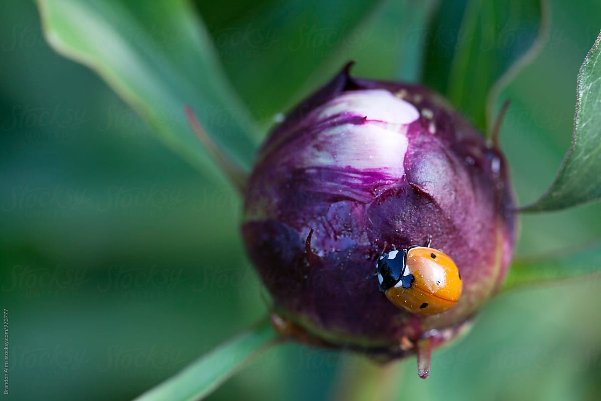 Ladybug Crawling on a Flower Bulb
