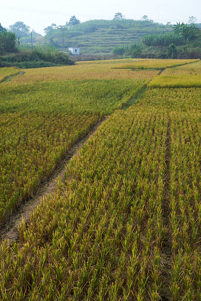 Ripe rice fields in the countryside