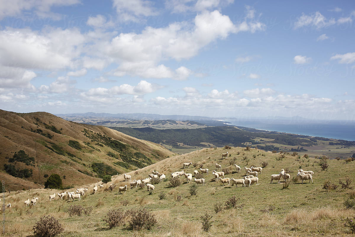 Typical New Zealand landscape on a sunny afternoon.