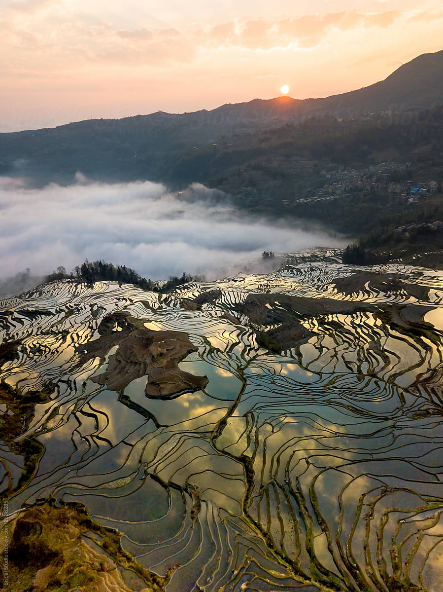Watered terraced rice fields