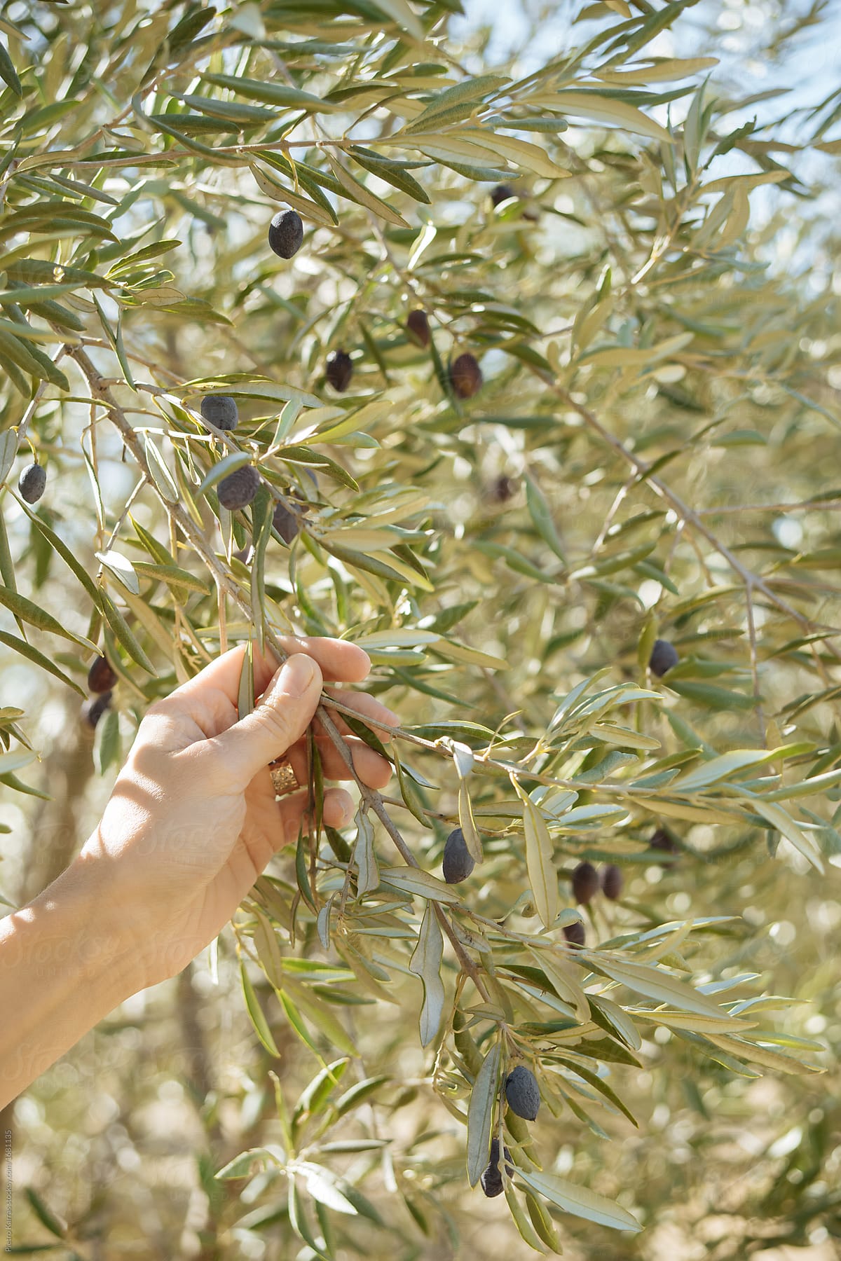 unidentified person holing blanches and picking olive fruits from olive tree