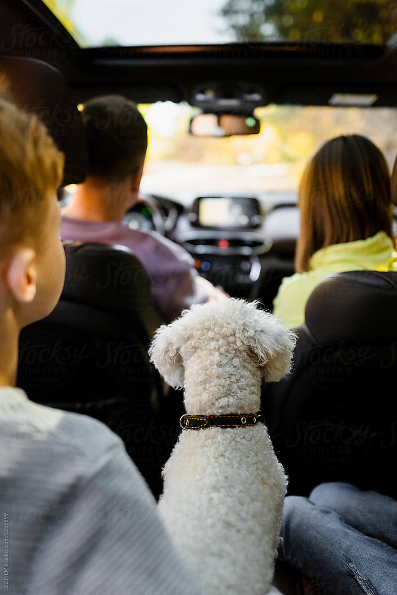 Family with a child and a dog in the car, rear view