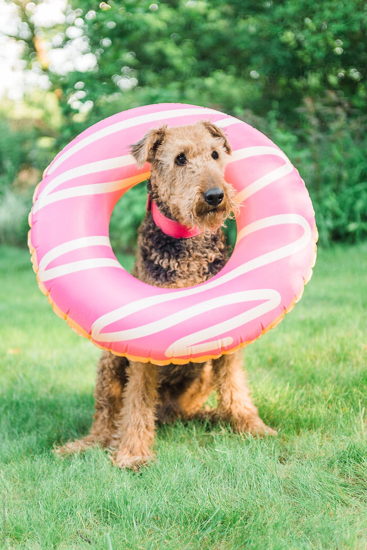 Large brown dog wearing large donut inflatable.