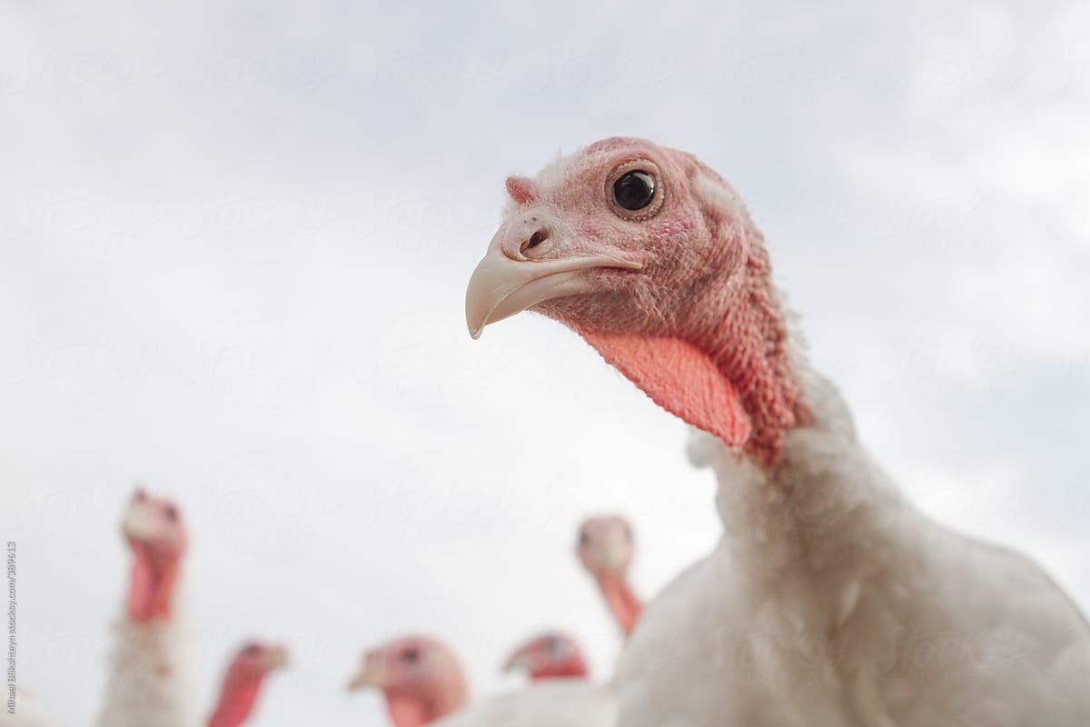Heads of curious turkeys peeking into the camera on a small-scale organic farm