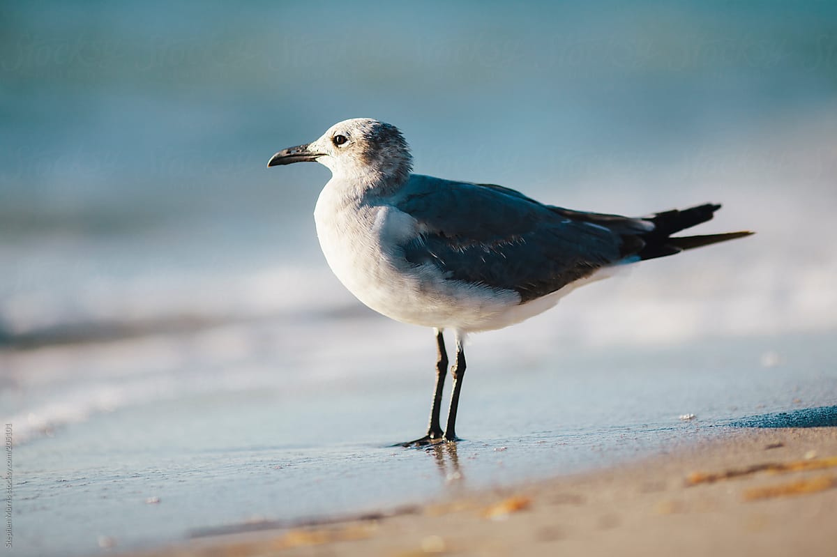 A seagull by the shore