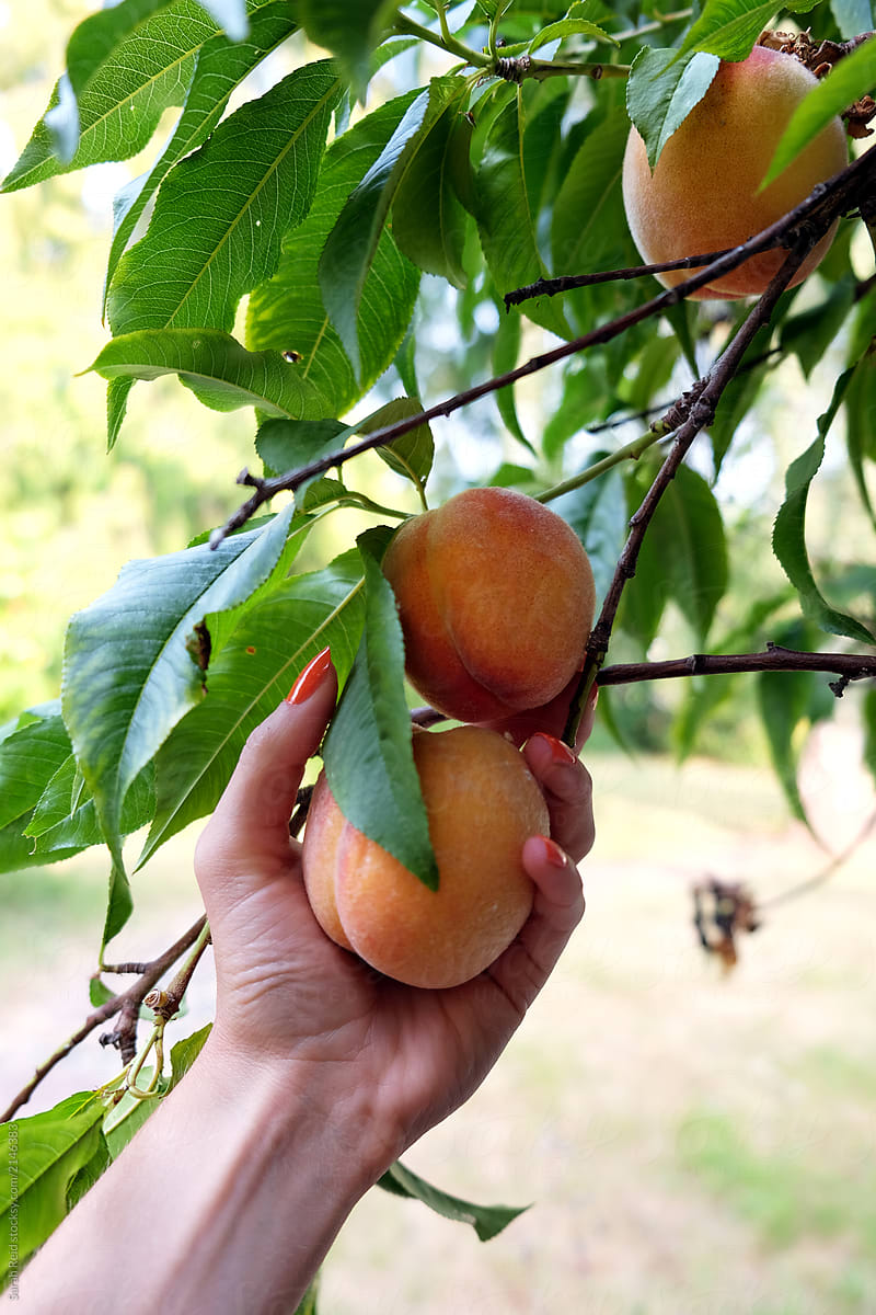 Orchard peaches