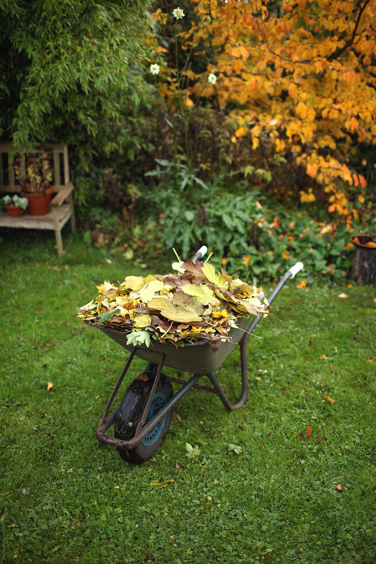 autumn leaves in wheelbarrow in a garden in fall
