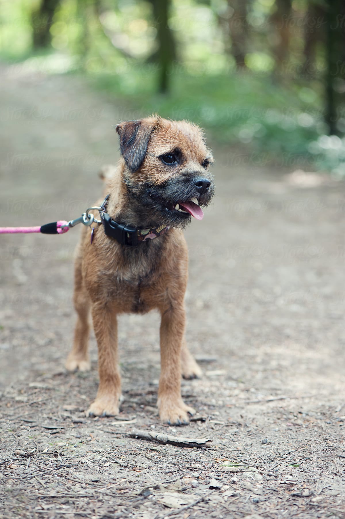 Border Terrier standing on a woodland pathway
