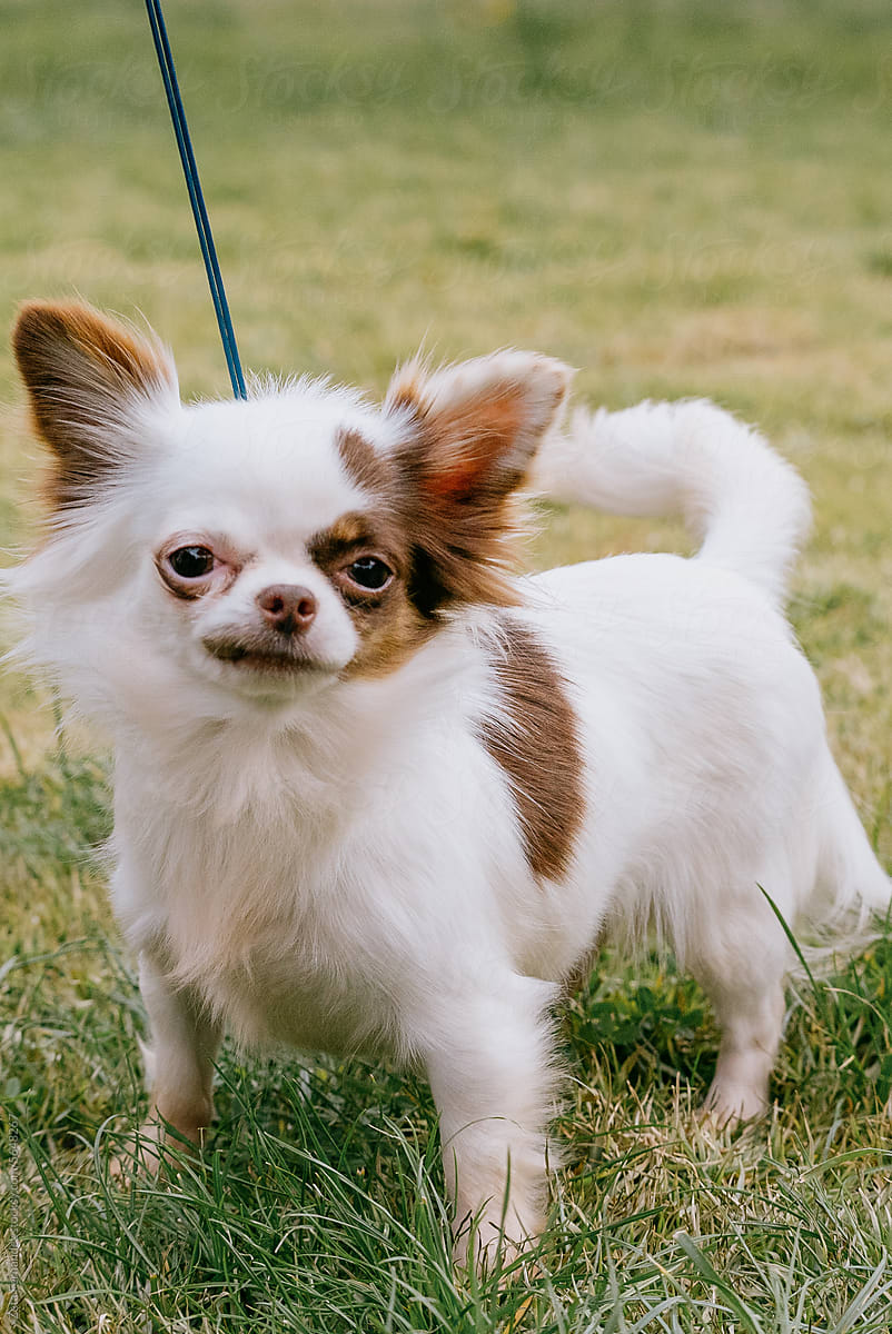 Cheerful chihuahua and family pet: Joyful time in garden