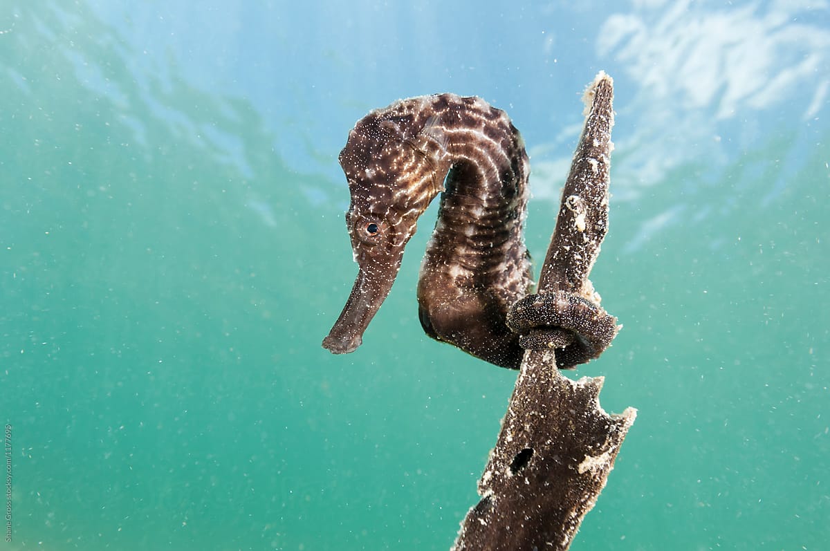 The lined seahorse (Hippocampus erectus)