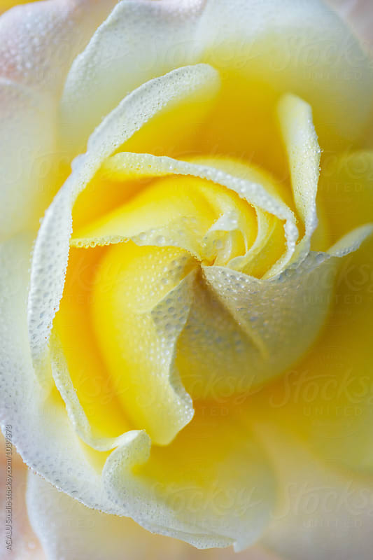 Detail of a yellow rose