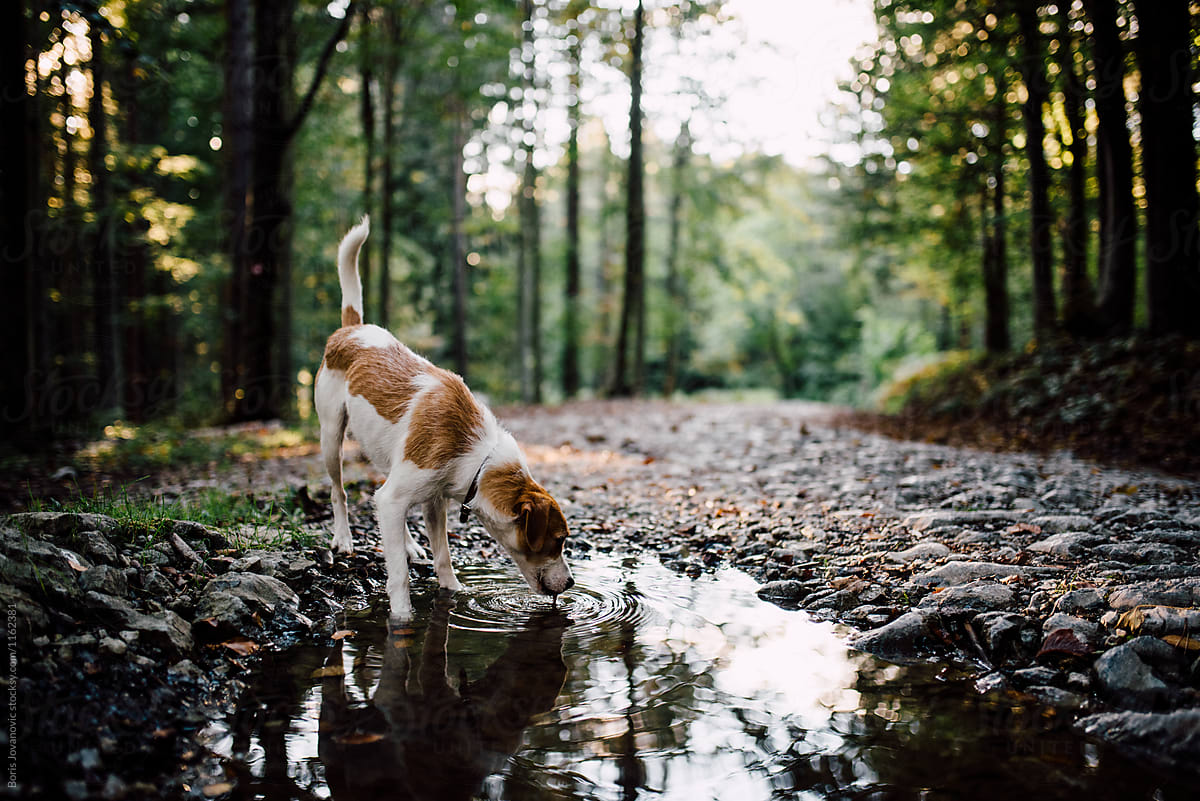 Adorable dog drinking water from a pond in the nature