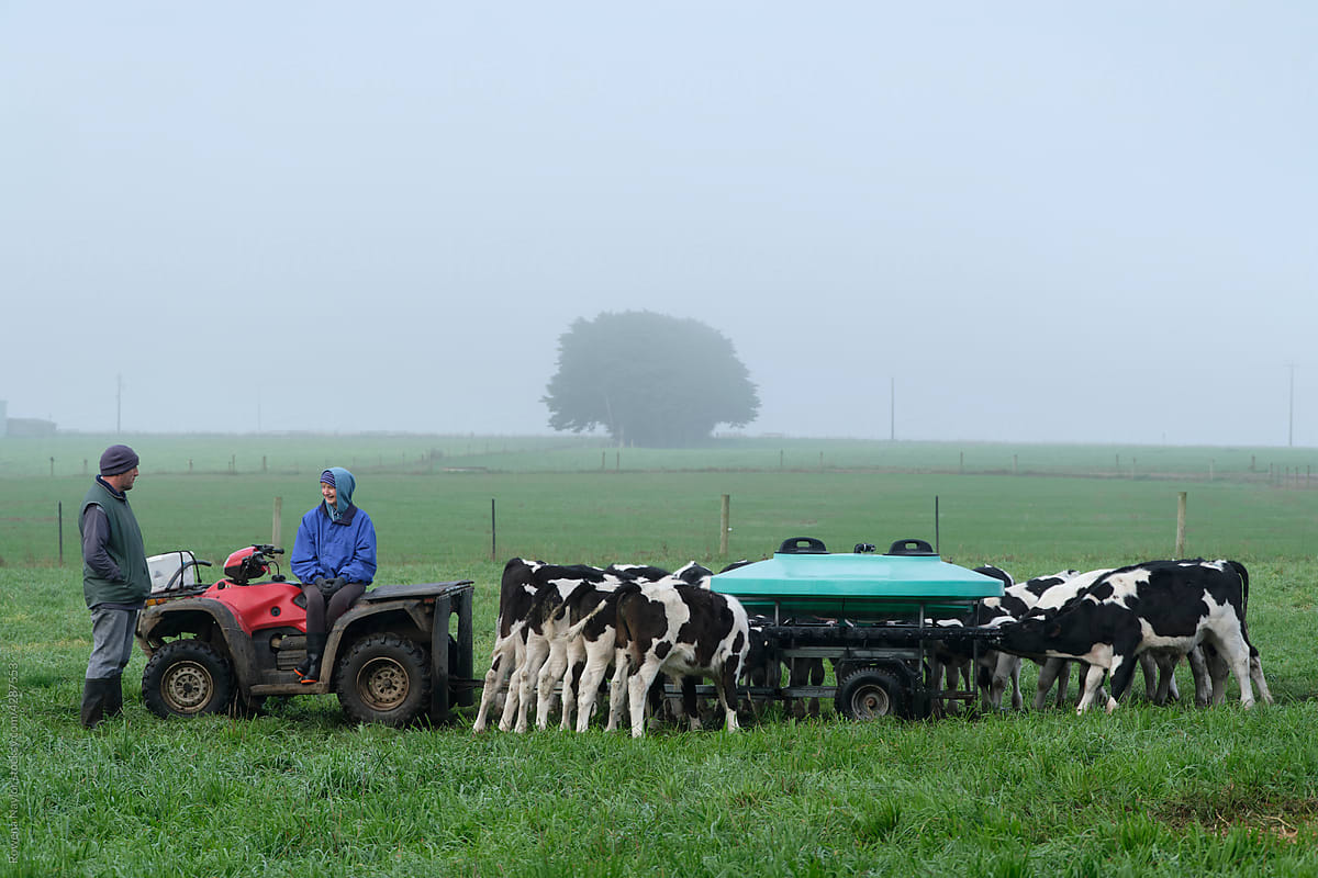 Feeding dairy calves on a wintery morning