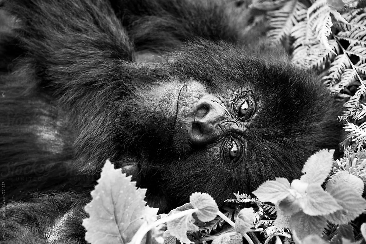 Gorilla in the jungle,National park Rwanda