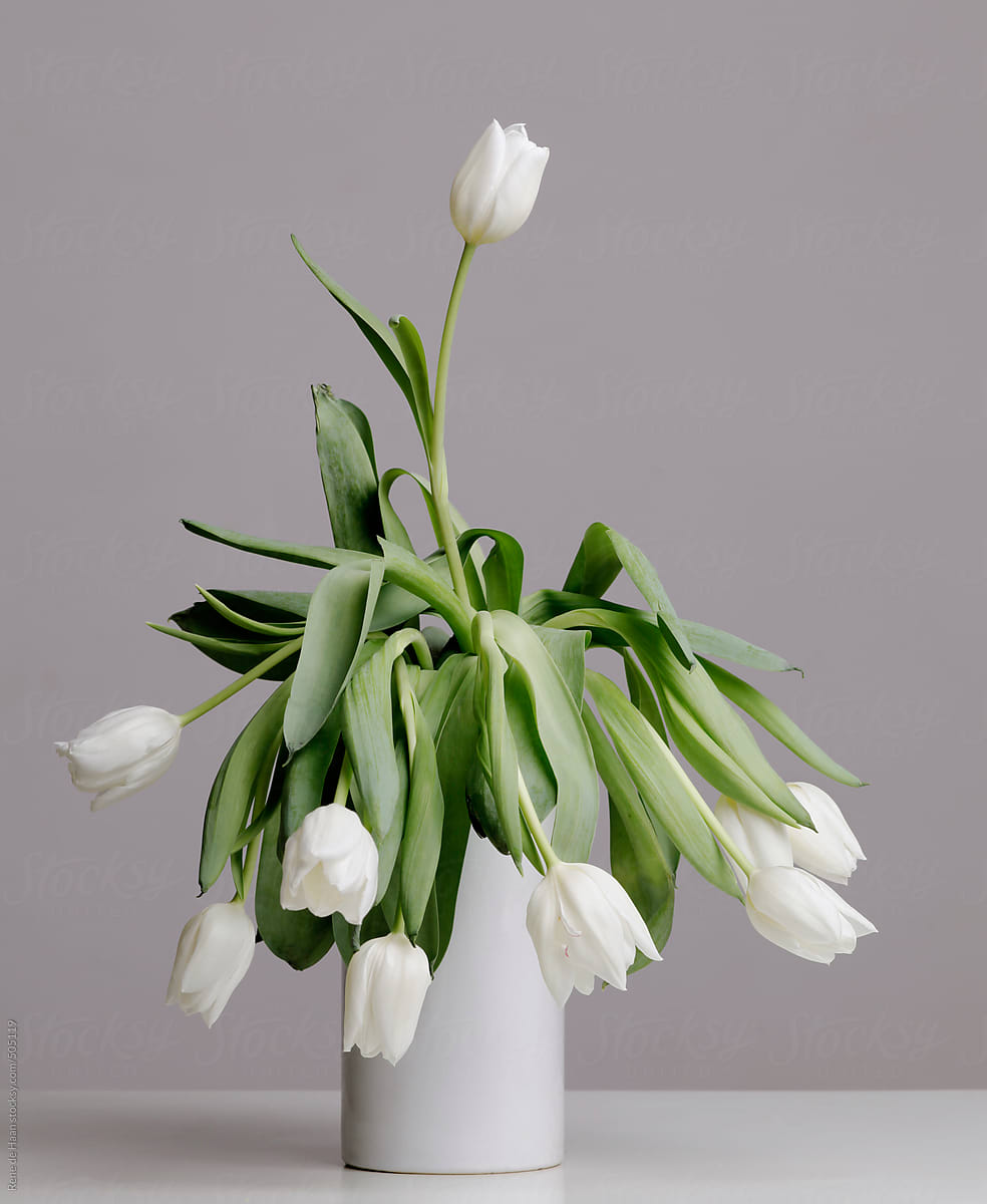 withering white tulips